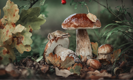 Z czym na grzyby? Poradnik dla początkujących grzybiarzy.