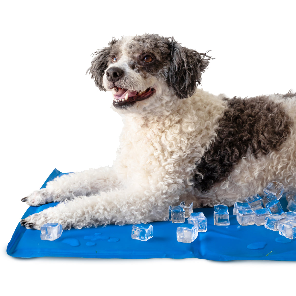 Mata Chłodząca dla Psa i Kota XXL