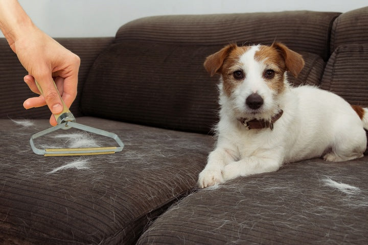 Golarka Do Zmechaceń Szczotka