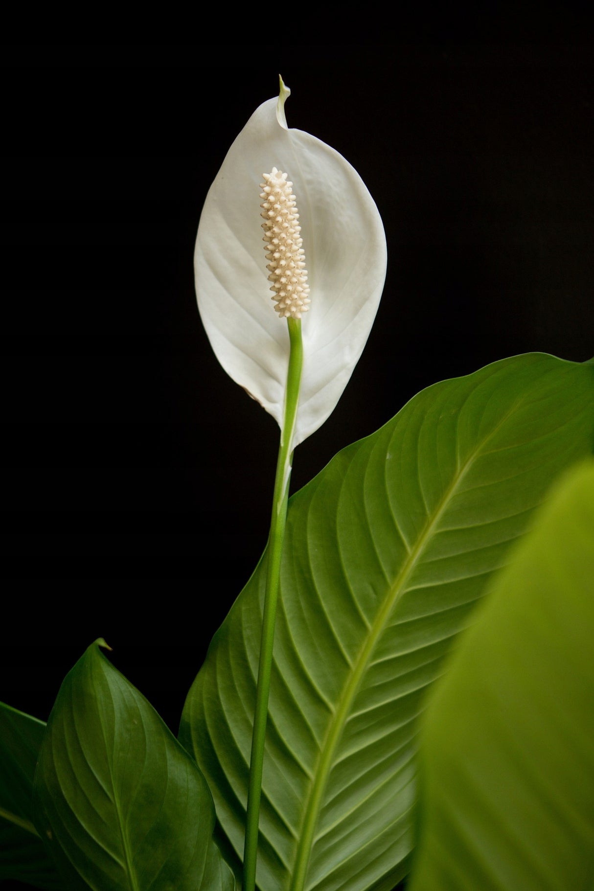 Ziemia do Roślin Bigos 15L