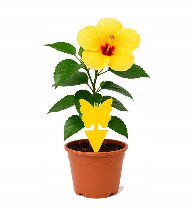 Zestaw 24 szt. lepy na ziemiórki, muszki – do doniczek