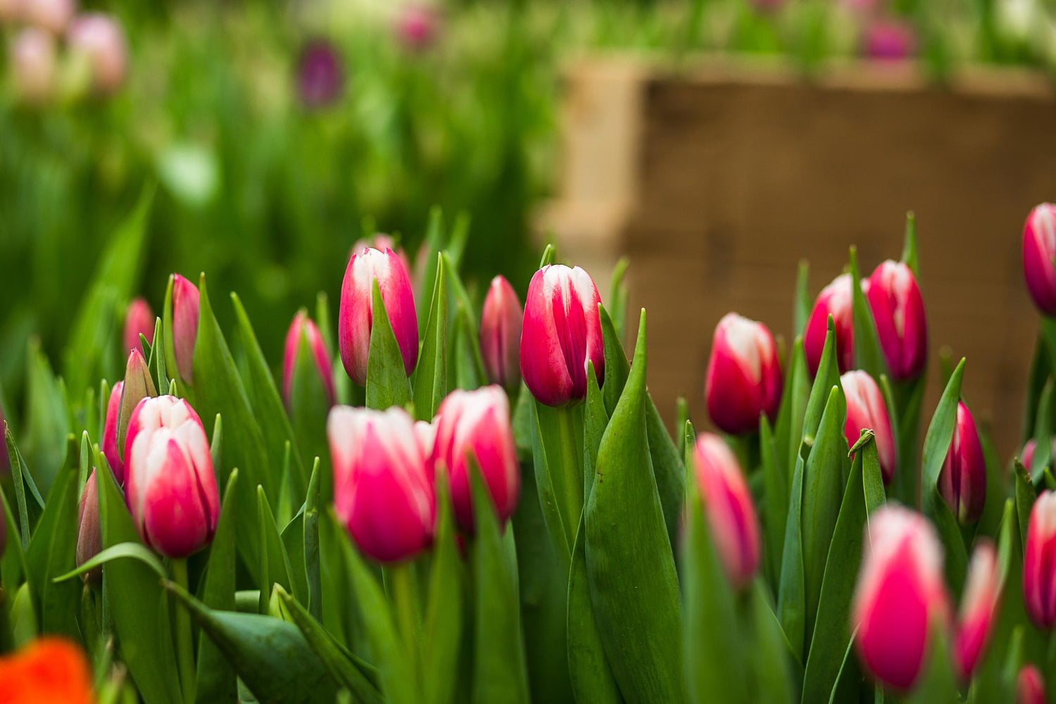 Kiedy sadzić tulipany, żeby zakwitły wiosną?